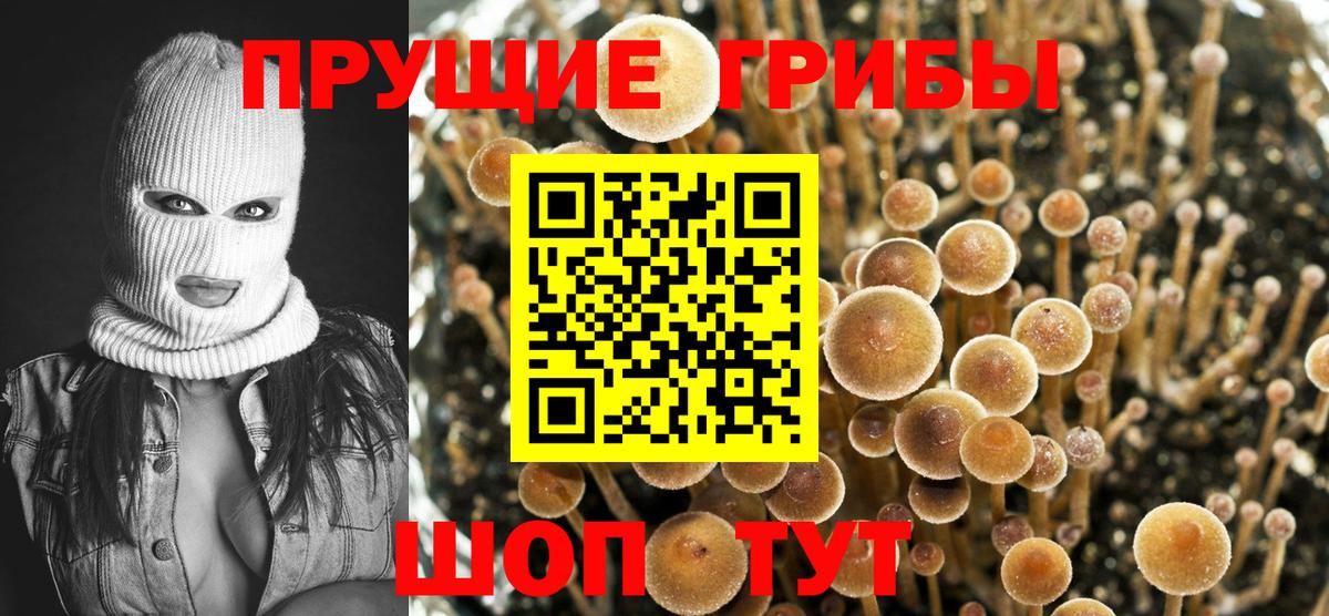 купить наркотик  Галлюциногенные грибы Cubensis  Вход с VPN  Нерюнгри 